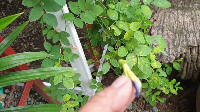 UPDATE SHOWER GARDEN PLANTS/ HOW TO PREPARE AND TASTING THE BLUE TERNATE JUICE смотреть онлайн