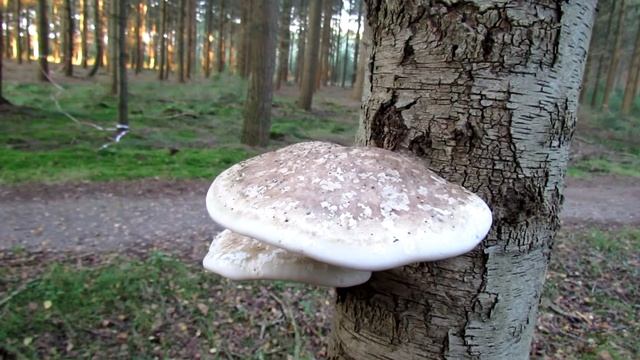 Birch polypore (Piptoporus betulinus) Berkenzwam - JUST OUTSIDE #56 смотреть онлайн