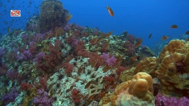 Дайвинг на Пхукете с дайв-клубом DVdiver (Мой Шарк Поинт) смотреть онлайн