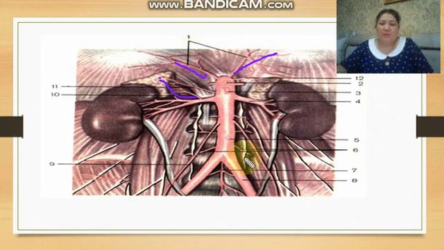 М.Б. Жуманалиева - Парные висцеральные ветви брюшной части аорты - 2020 05 24 смотреть онлайн