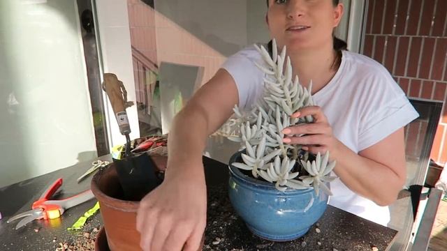 PROPAGATING And REPOTTING My NEW PLANT - SENECIO HAWORTHII