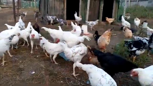 Куры стали нести маленькие яйца – разбираемся в причинах смотреть онлайн