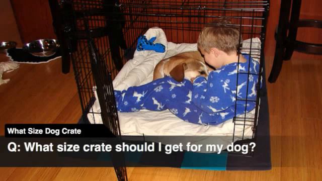 What Size Dog Crate смотреть онлайн
