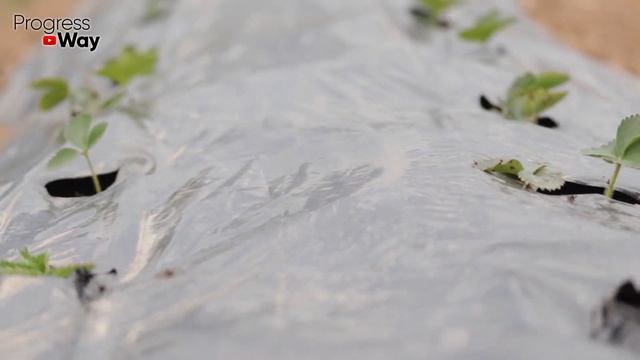 Сорняки Исчезают А Прополка Грядок Больше Не Нужна! Средства Заменяющие Прополки Грядок! смотреть онлайн