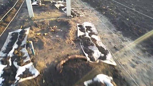 УКРЫТИЕ ВИНОГРАДНИКА НА ЗИМУ. смотреть онлайн