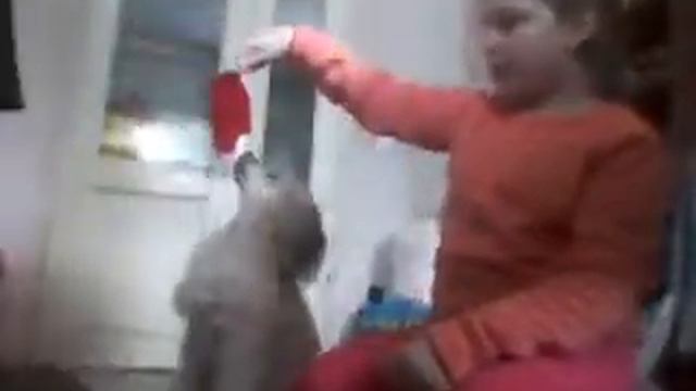 ВИДЕО КАКИЕ КОМАНДЫ МОЯ СОБАКА УМЕЕТ))😙 смотреть онлайн