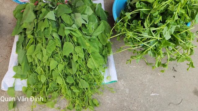 Harvest Natural Fruit From The Forest And Bring It To The Central Market To Sell | Quan Văn Định