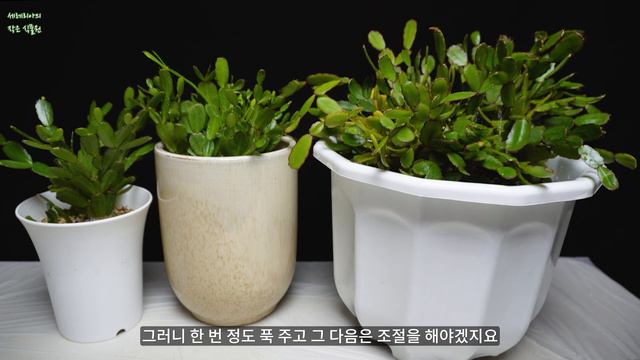 게발(가재발) 원종 게발 다르게 재배해야! 많은 꽃을 보려면? (겨울 재배) Rhipsalidopsis, Schlumbergera truncata смотреть онлайн