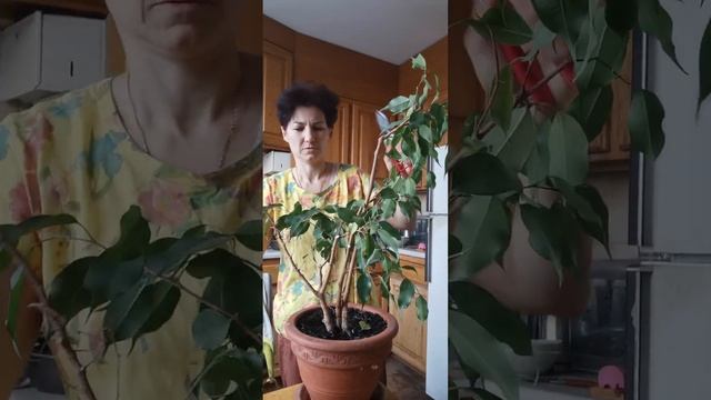 Обрезка фикуса бенджамина смотреть онлайн