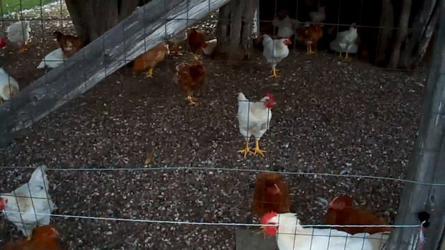White Rock Hen Screwed To Death By Many Dual Purpose Roosters #23 Chickens Day 69 смотреть онлайн