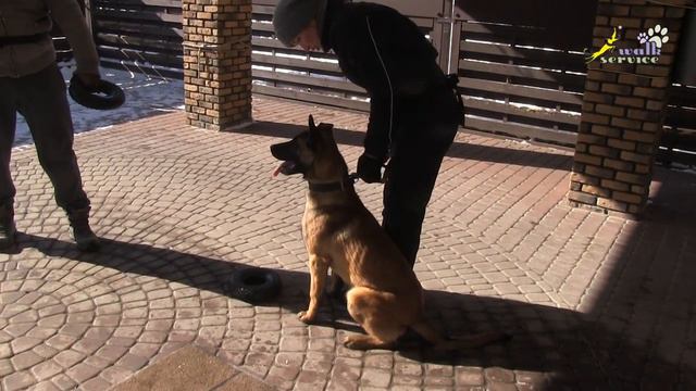 Дрессировка собак, команда Дай #8, Основная позиция и помощь второго человека, Ошибки в работе смотреть онлайн