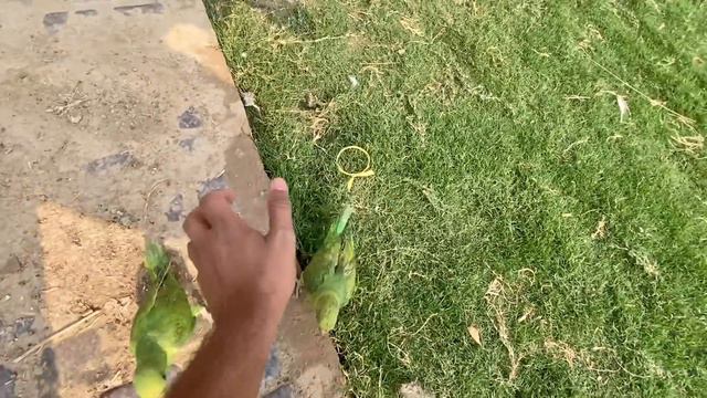 Hum Panther Se Milne Gaiy Aj😍 смотреть онлайн