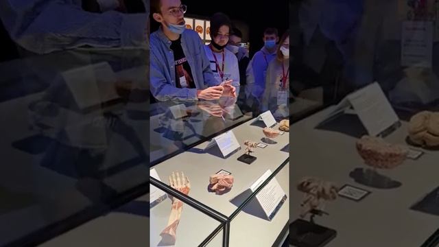 Выставка Мир Тела (Body Worlds). Скелет, мышцы, мозг, нервы, сердце, сосуды. Видео-экскурсия. смотреть онлайн