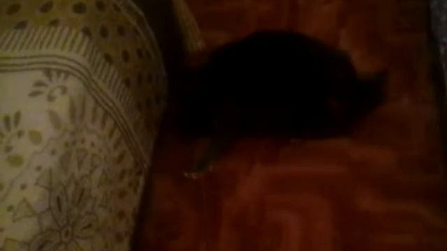 Ненормальный кот смотреть онлайн