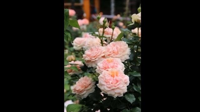 САМЫЕ КРАСИВЫЕ И ОБИЛЬНО ЦВЕТУЩИЕ РОЗЫ ФЛОРИБУНДА смотреть онлайн