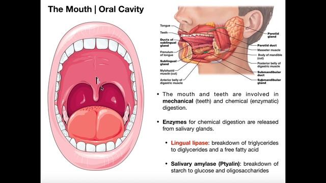 Anatomy & Physiology of the Oral Cavity & Pharynx смотреть онлайн
