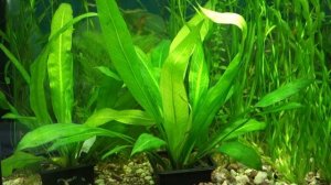 Эхинодорус Блехера или Тысячелистник (Echinodorus bleheri)