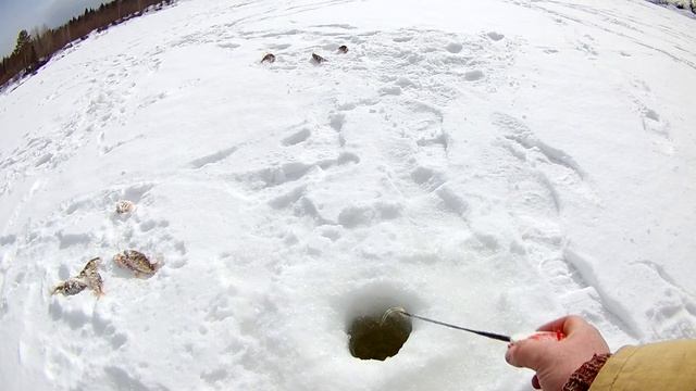 Клёв окуня на мормышку. Ловля налимов на жерлицы. Весенняя рыбалка. смотреть онлайн