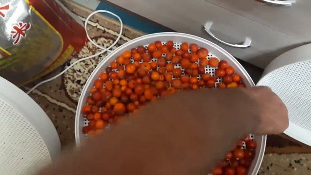 Шиповник сушим. смотреть онлайн