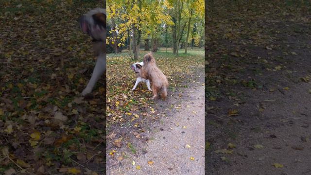 Briard, Music Heaven Devil (Bayou) смотреть онлайн