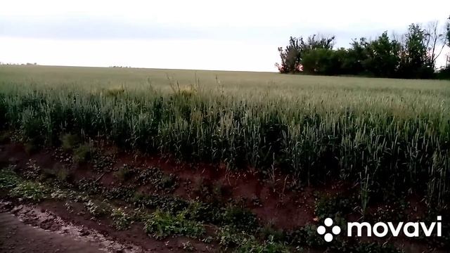 ПРОГУЛКА ПО СТАНИЦЕ /НАШИ ДОМАШНИЕ ЖИВОТНЫЕ /АНГЕЛИНА В ГОСТЯХ смотреть онлайн