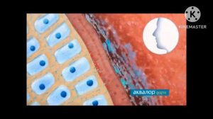 Рекламный блок (Спас, 20.10.2018) Аквалор