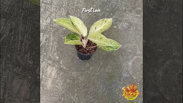 Aglaonema First Love (TERJUAL) смотреть онлайн