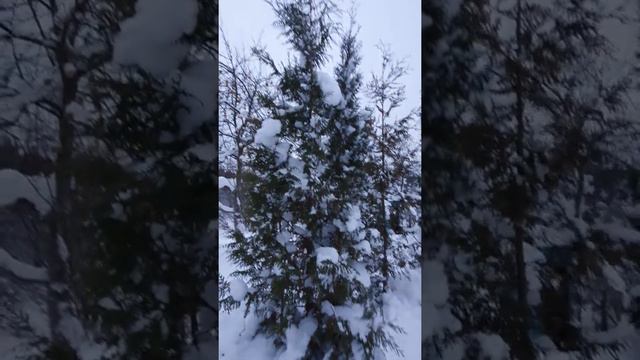 Михаил Муромов**Яблоки на снегу * смотреть онлайн