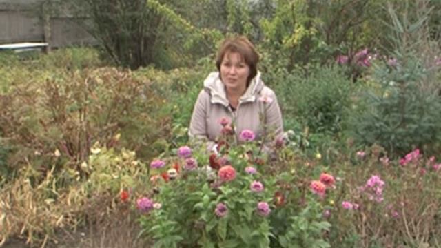 Как сэкономить осенью на даче? Делаем ОФЭМ самостоятельно, правильно выбираем тюльпаны. смотреть онлайн