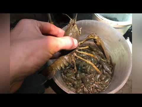 Ловля РАКА руками на реке ОКА смотреть онлайн