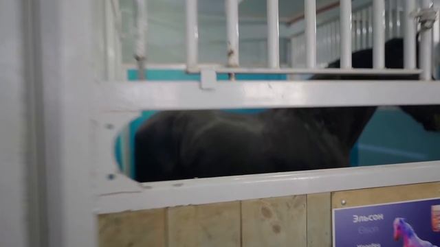 ЦИРК на ВЕРНАДСКОГО: БИЗНЕС или ИСКУССТВО? смотреть онлайн