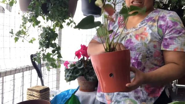 Transplantes de anturios cactus de navidad +sustrato смотреть онлайн