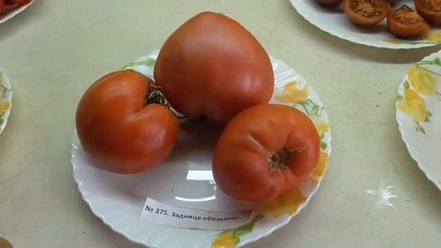 Томат Задница обезьяны (Monkey Ass, Италия). Как выглядит рассада и спелые плоды. Ольга Чернова. смотреть онлайн