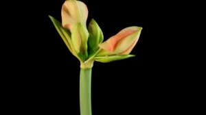 Футаж распускающийся цветок