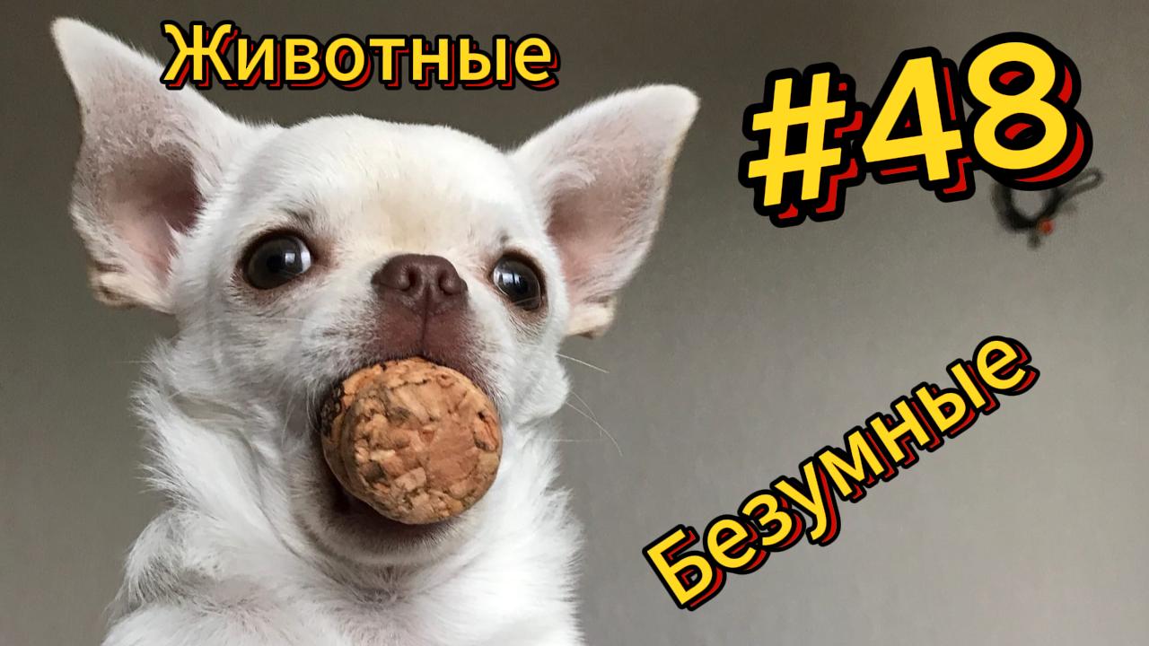 ДО СЛЁЗ ? подборка безумных животных | Смешные видео - Лучшие ПРИКОЛЫ 48 смотреть онлайн