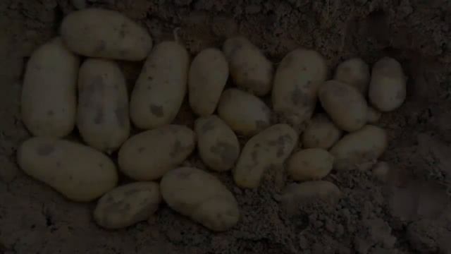 Картофель Королева Анна Характеристика И Описание Сорта смотреть онлайн