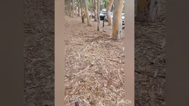 АНТАЛИЯ?БИЧ ПАРК? ЭВКАЛИПТЫ? смотреть онлайн