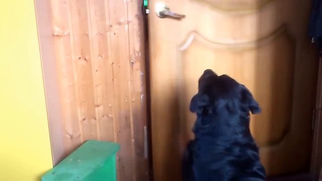 Ротвейлер бытовой бюджетный. смотреть онлайн