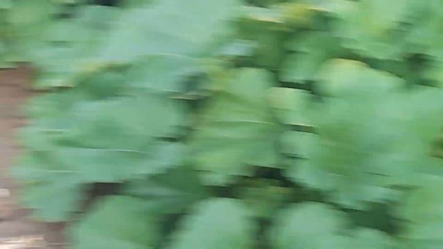 Сад,огород и любимое занятие Николаевские голуби. смотреть онлайн