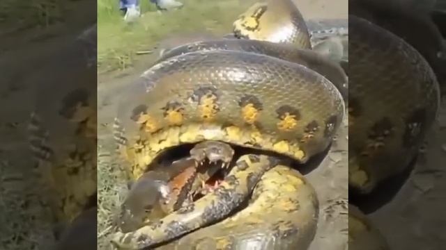 Анаконда против крокодила? смотреть онлайн