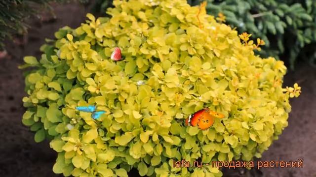 Барбарис тунберга Тини Голд (tiny gold) ? обзор: как сажать, саженцы барбариса Тини Голд смотреть онлайн