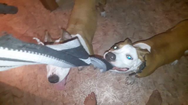 Стаффордширский терьер смотреть онлайн