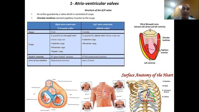 4- Revision anatomy of heart (BCR) смотреть онлайн