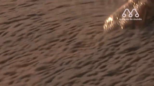 QUANDO A SUCURI ATACA O CAVALO смотреть онлайн