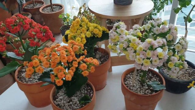 꽃이 있어 행복합니다^^ #제라늄 #리갈제라늄 #콴탁퍼펙션 #콴탁메이 #스칼렛피코티 #사랑초 #쿠퍼글로우 #플럼크레이지 #사랑초꽃 #칼란디바 #퀸로즈 смотреть онлайн