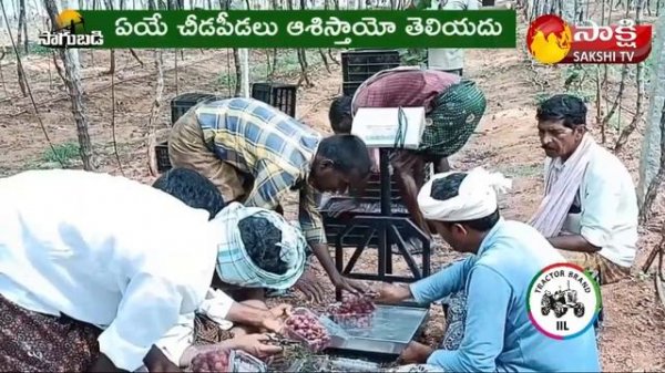 Red Globe Grapes Cultivation | Anatapur Farmers Success Story Of Red Globe Grapes Farming | Sagubad