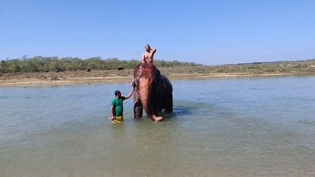 К чему снится СЛОН или видеть во сне СЛОНА | Толкование снов | Сонник Sk1.online смотреть онлайн