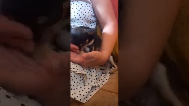 настоящая мини Мэгги продажа чихуахуа питомник Кастропуло +79787458062 дружеств питомнике смотреть онлайн