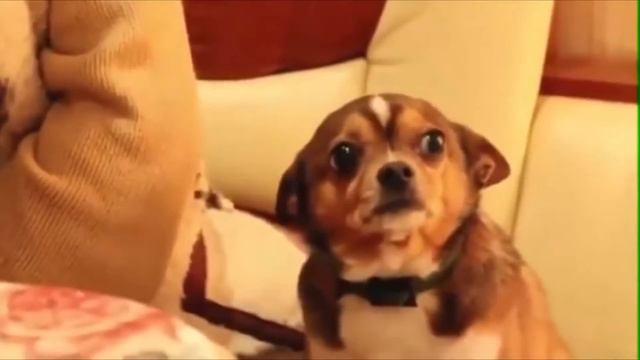 Poor doggo getting roasted on Xbox live смотреть онлайн