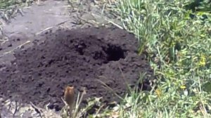 Землеройка!